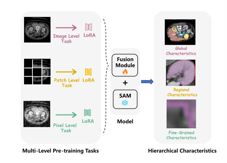 SAMora:Enhancing SAM through Hierarchical Self-Supervised Pre-Training for Medical Images